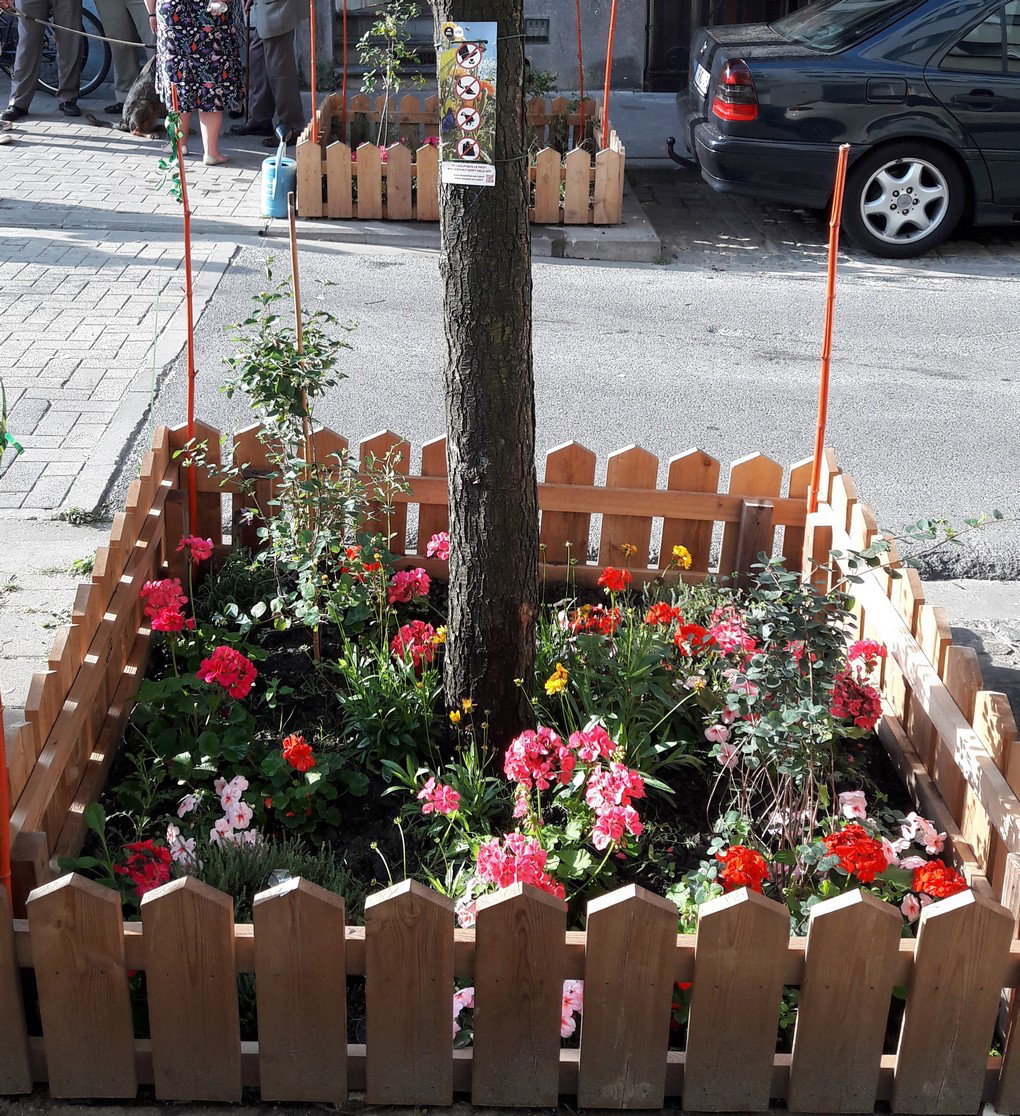 Pied d'arbre - Bruxelles - Rue Albert