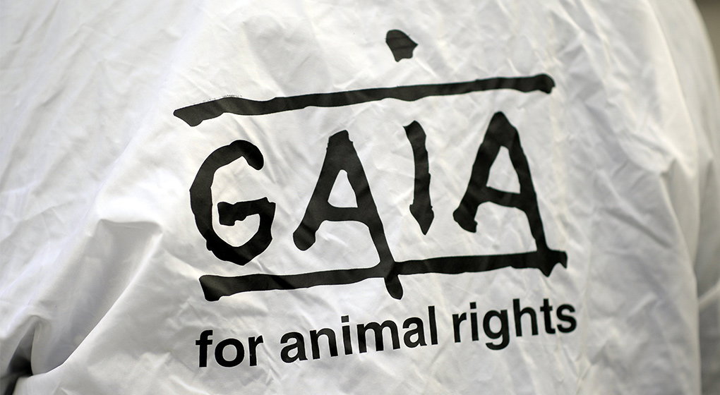 Gaia salue l'interdiction d'abattage sans étourdissement sur des sites temporaires - BX1
