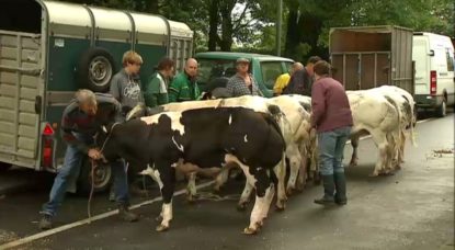 Vaches Marché Annuel de Jette 2018 - BX1.jpg