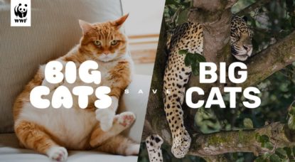 Campagne WWF Chats Jaguar - Big Cats