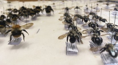 Abeilles sauvages - Projet WildBNB - ULB - Cyprien Houdmont
