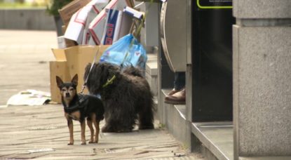 Chiens dans la rue - Promenade Woluwe-Saint-Lambert - Capture BX1