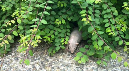Rat brun - WIkimedia Commons Jiel Beaumadier