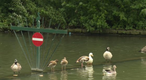 Oies Canards Étangs Marius Renard Anderlecht - Capture BX1