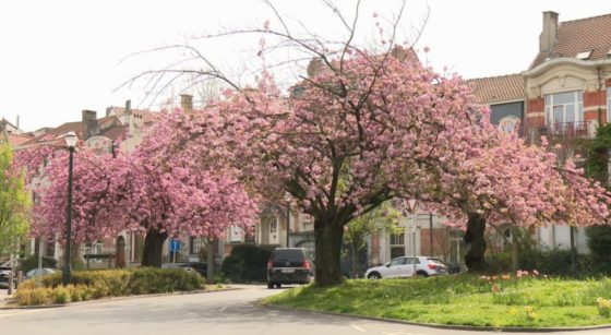 Cerisier du Japon à abattre Schaerbeek - Capture BX1