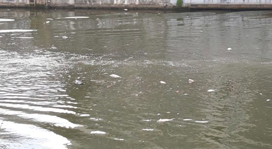 Poissons morts Canal 23052022 - Jamison Lins BX1