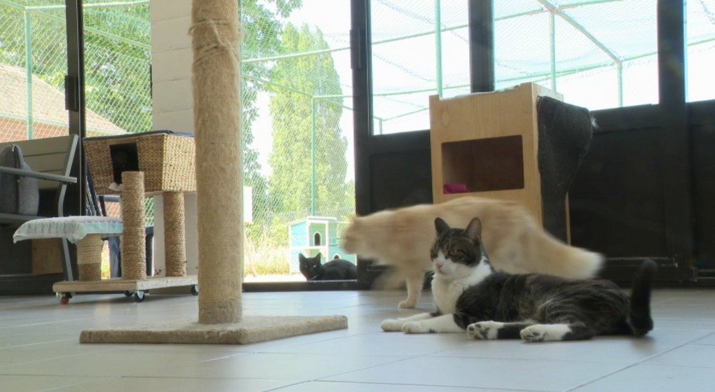 Chats Animaux Refuge Veeweyde - Capture BX1
