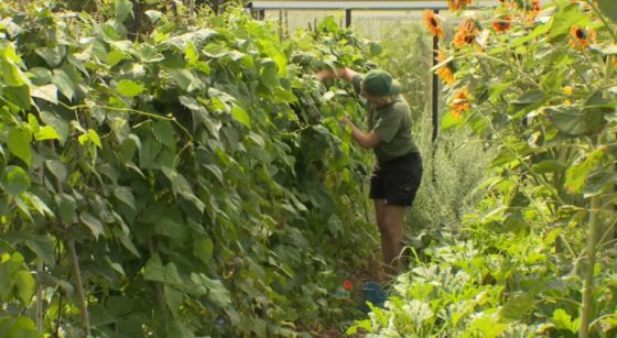 Potager sur un Toit Haricots Tournesol - Capture BX1