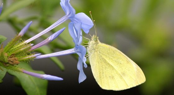 Piéride de la rave Papillon - Natagora Gilbert Delveaux