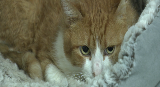 chat - stérilisation - refuge - septembre 22 - BX1
