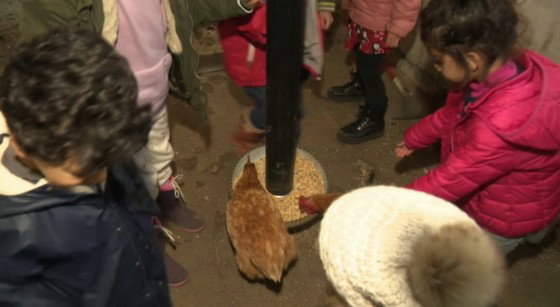 Poules Ferme Stage Enfants Woluwe-Saint-Pierre - Capture BX1
